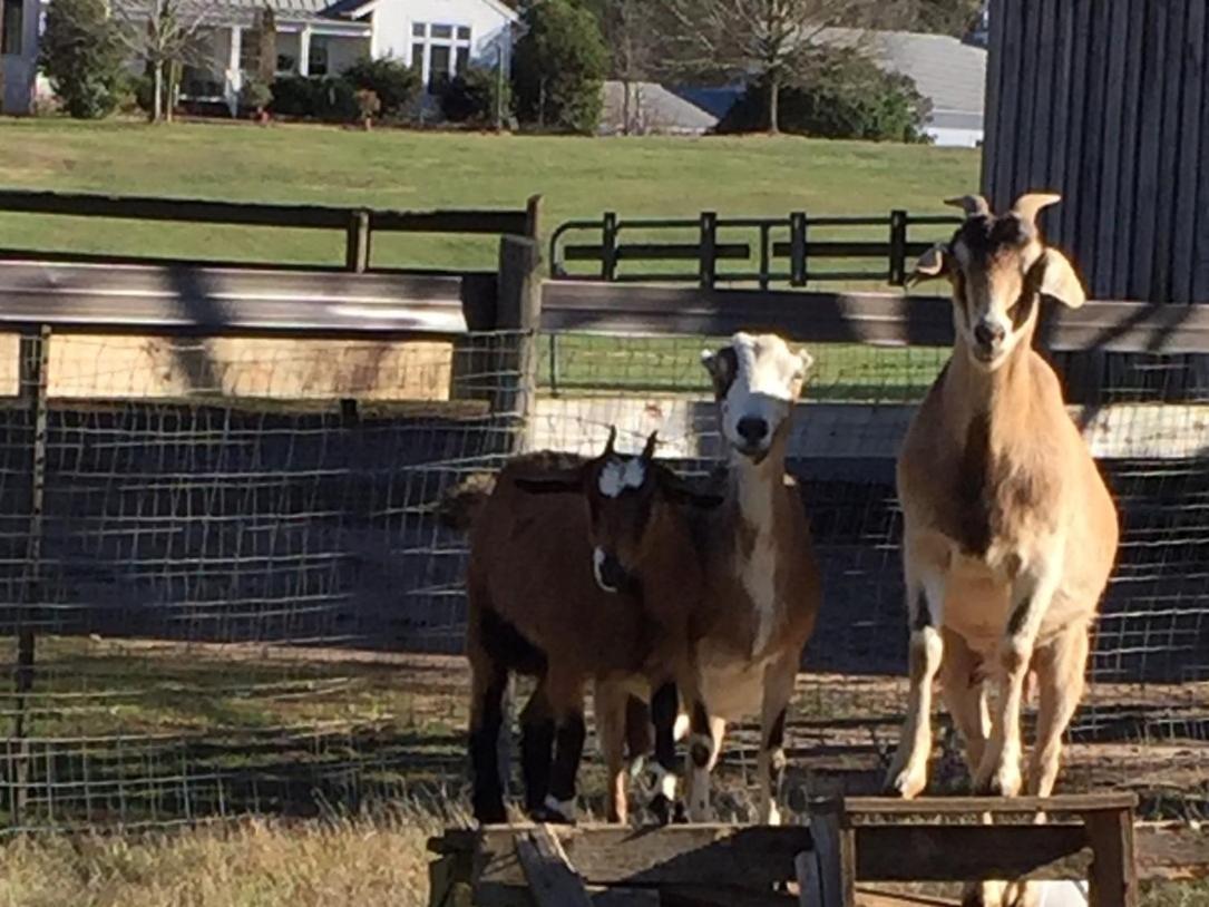 Buckhead The Farmhouse Inn מראה חיצוני תמונה